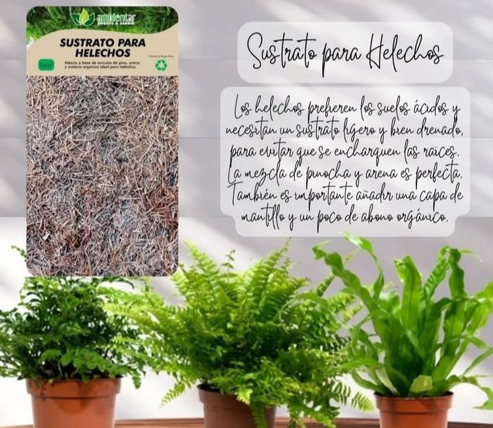 Sustrato para helechos