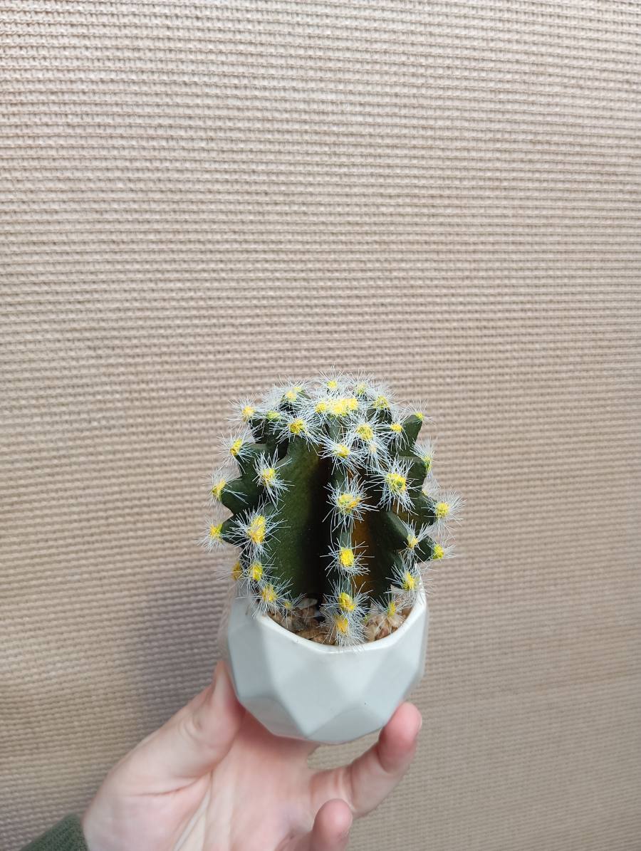 Cactus y suculentas artificiales — foto 2