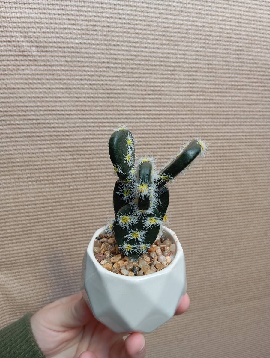 Cactus y suculentas artificiales — foto 5