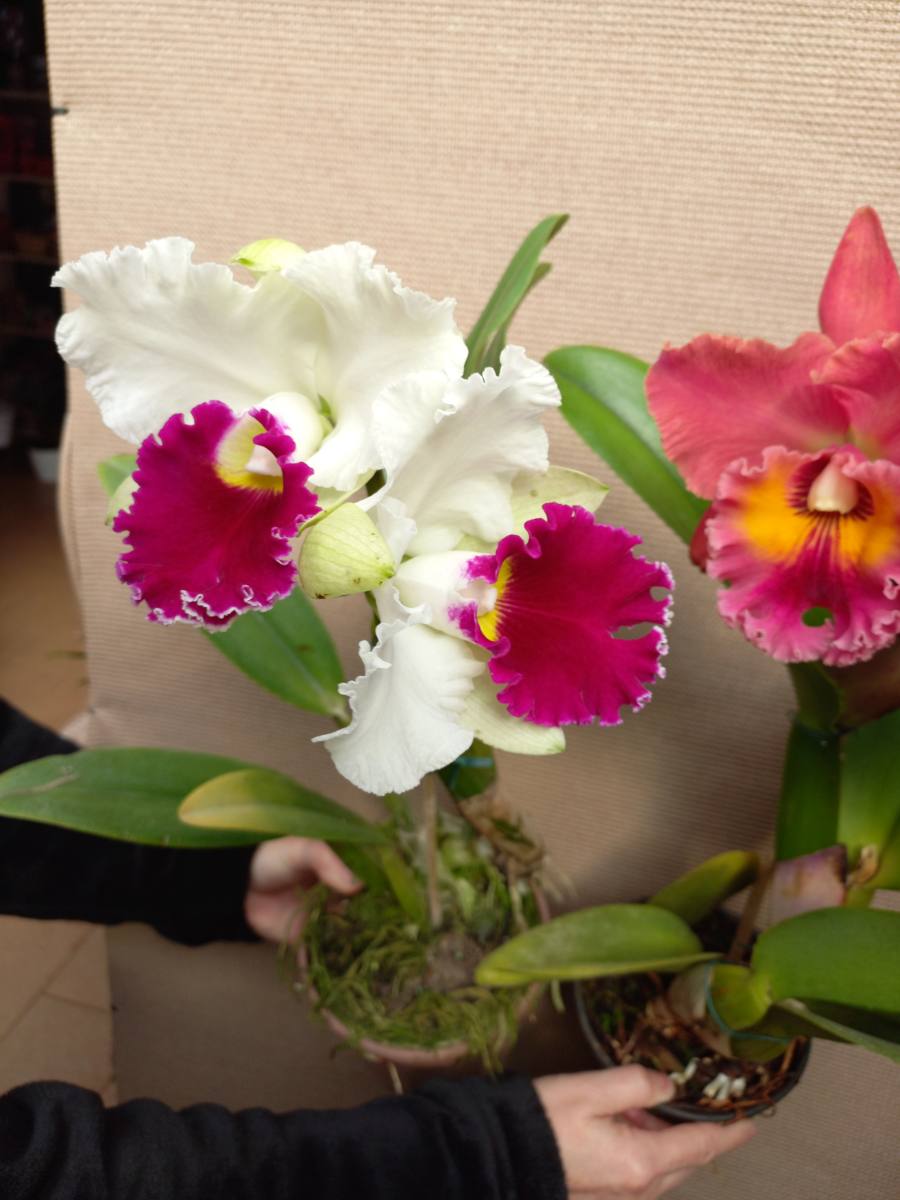 Orquídea cattleya — foto 1