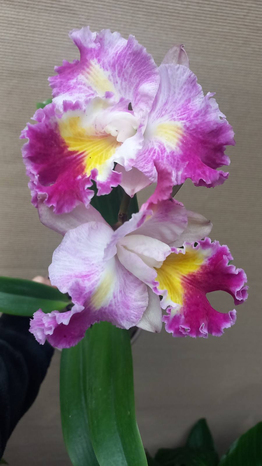 Orquídea cattleya — foto 2