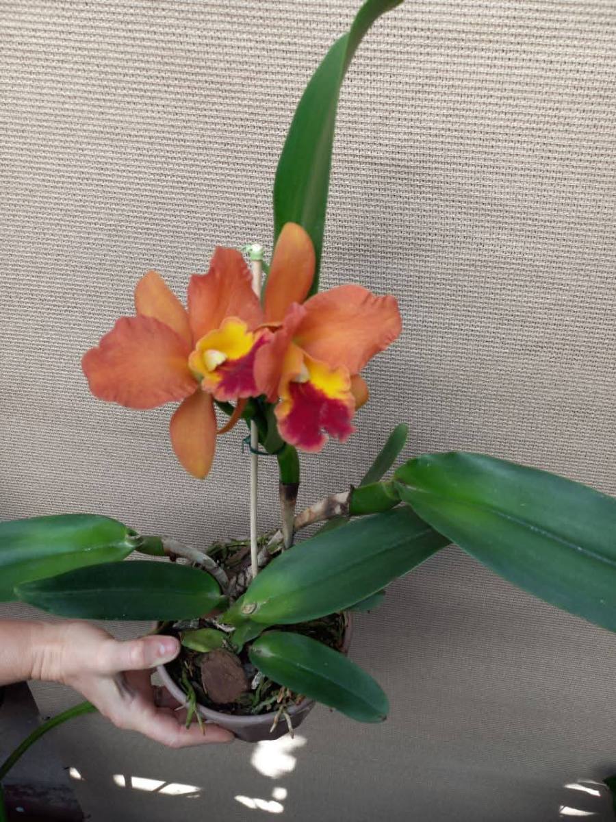 Orquídea cattleya — foto 3