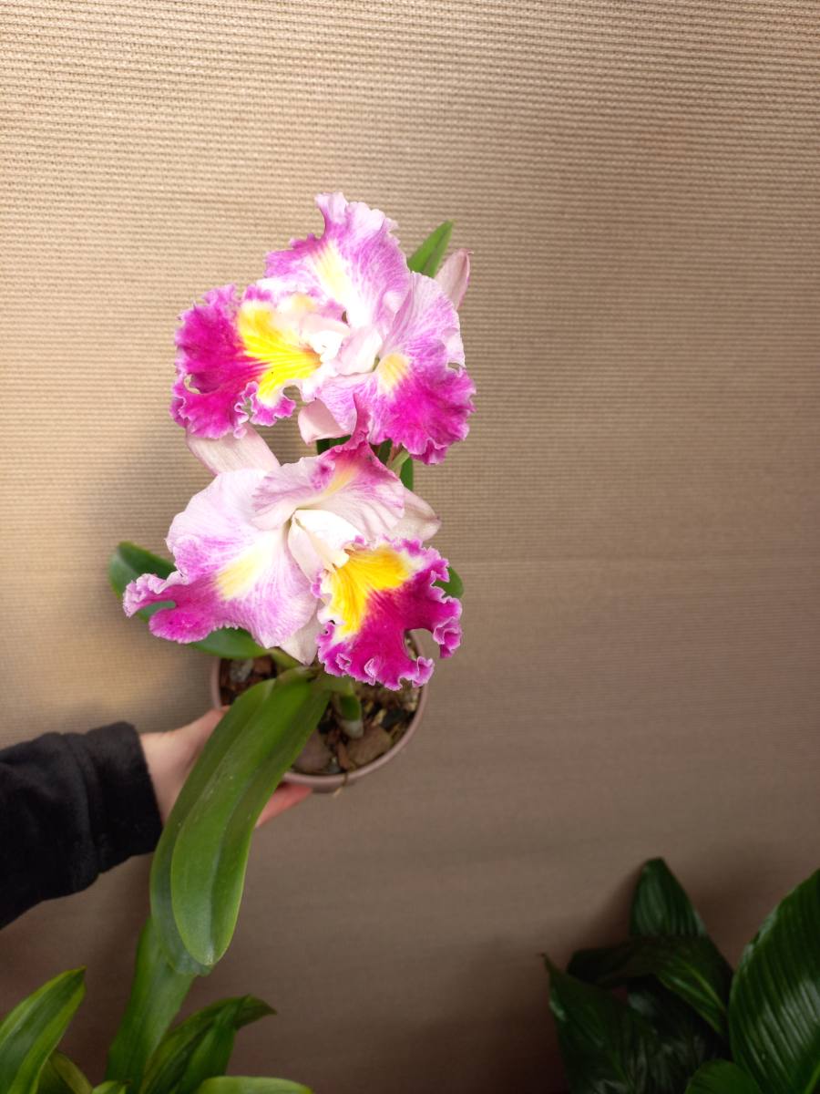 Orquídea cattleya — foto 4