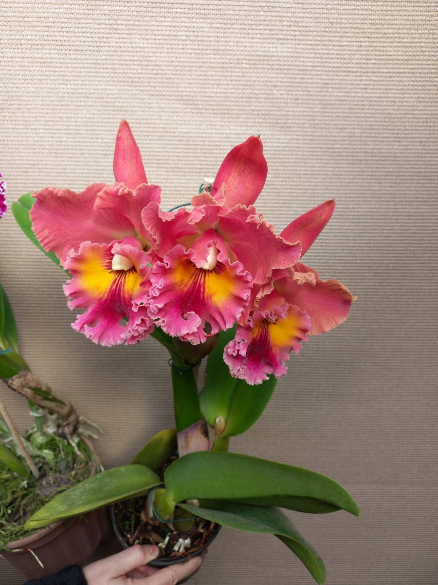Orquídea cattleya — foto 5