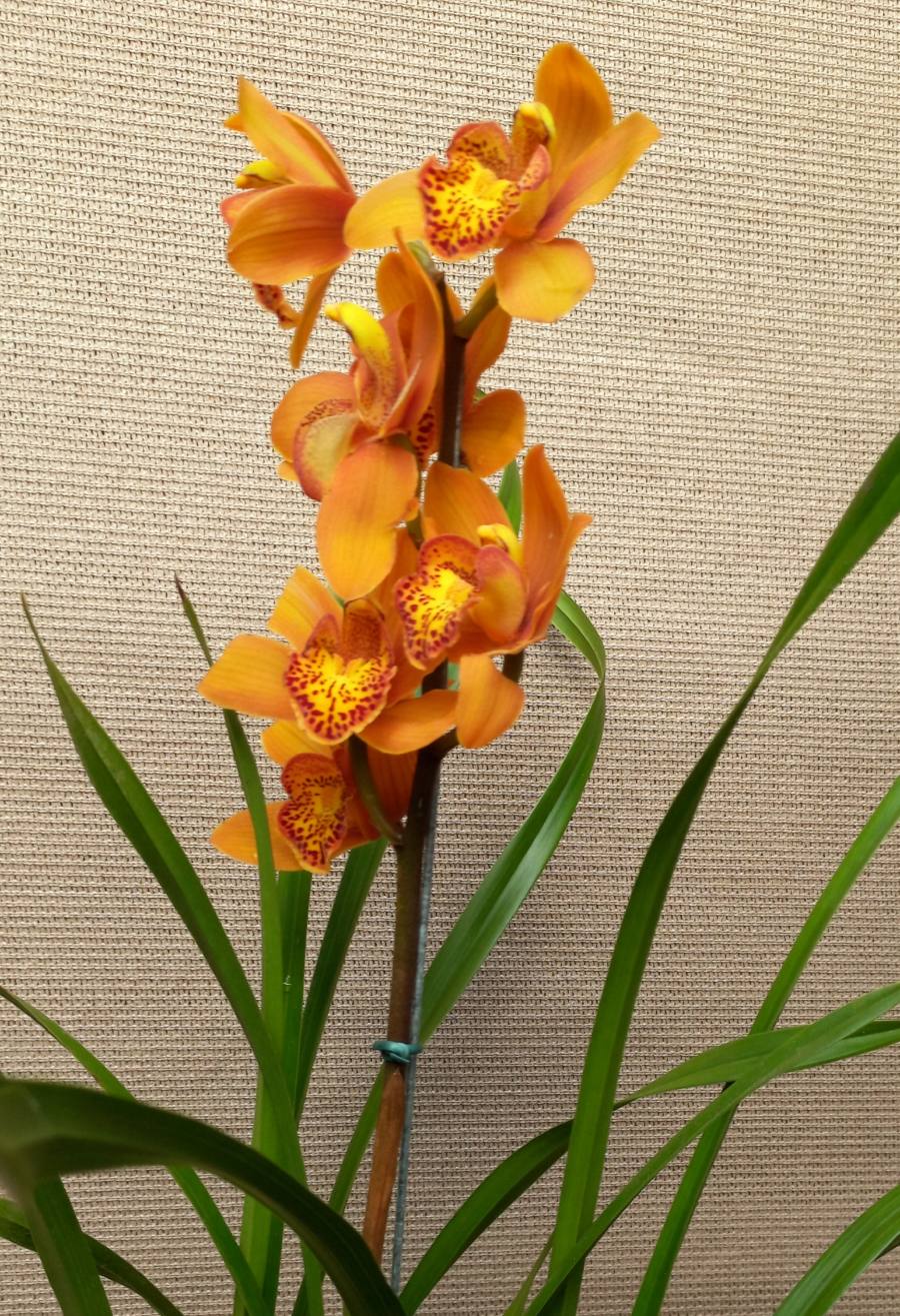 Orquídea cymbidium — foto 1