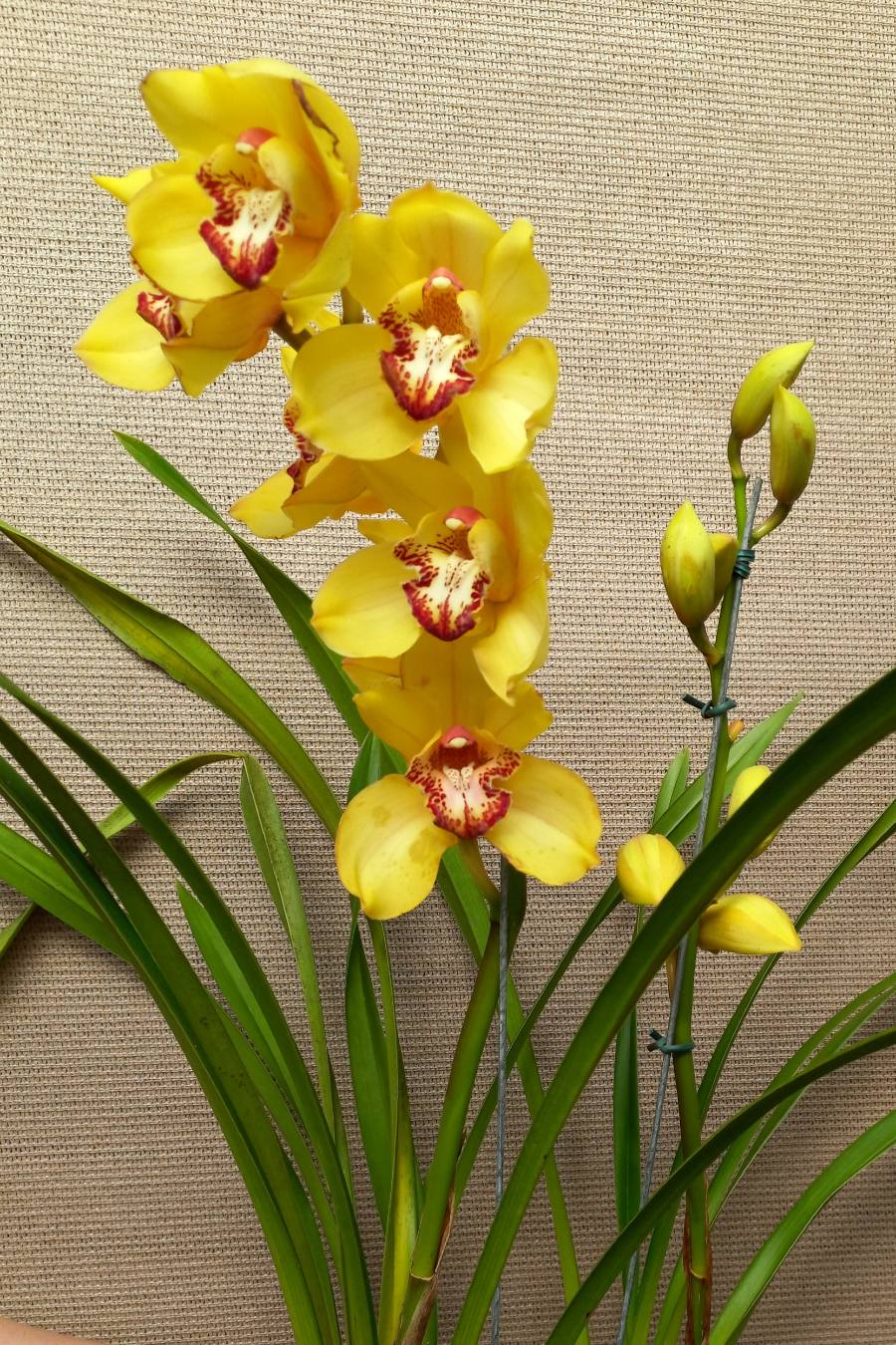 Orquídea cymbidium — foto 2