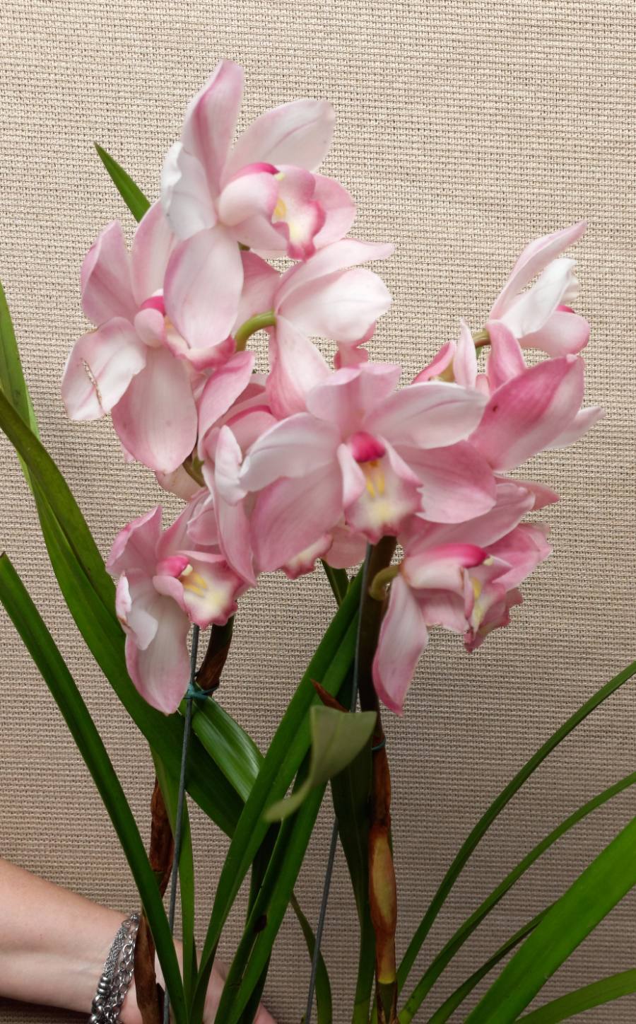 Orquídea cymbidium — foto 3