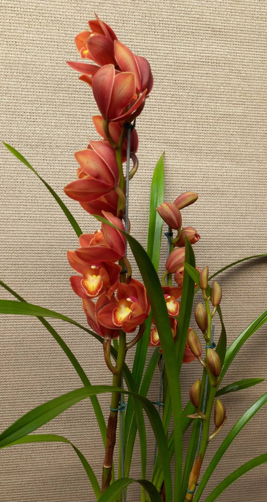 Orquídea cymbidium — foto 4