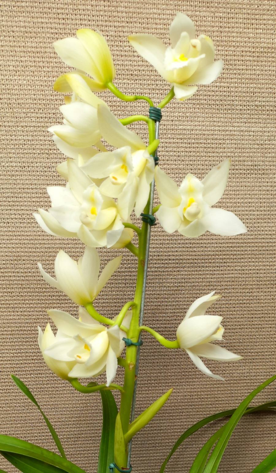 Orquídea cymbidium — foto 5
