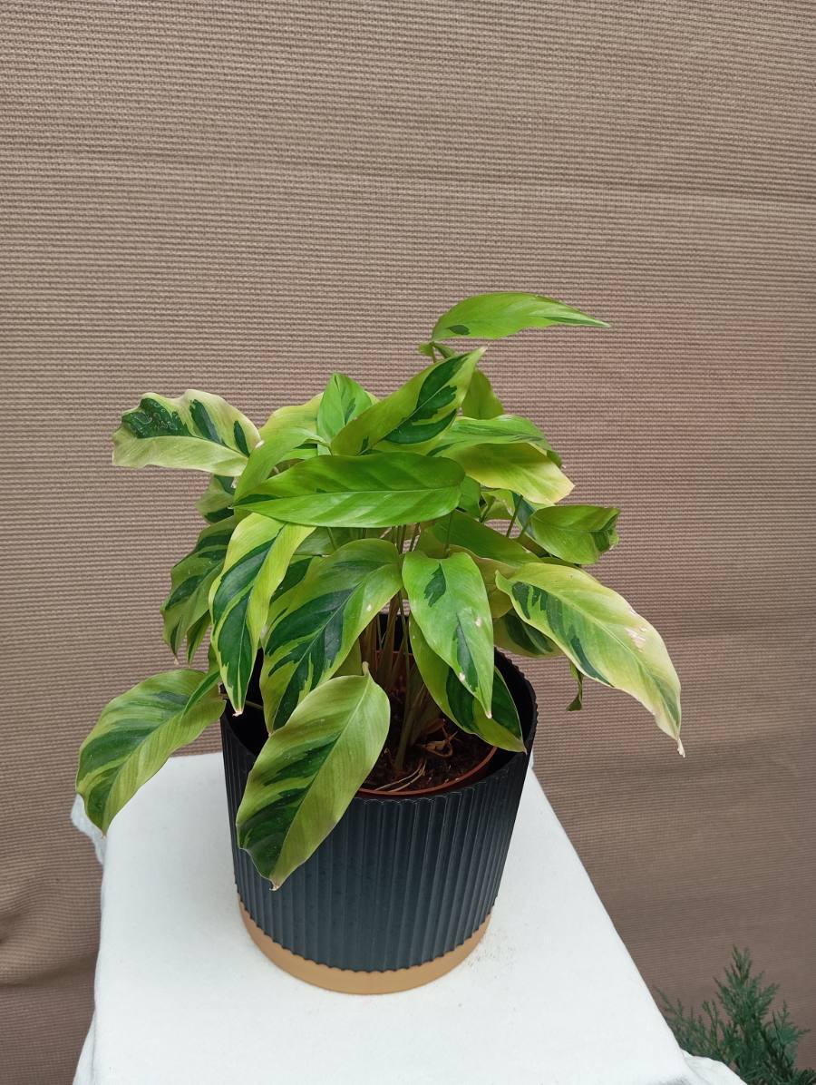 Planta para interior