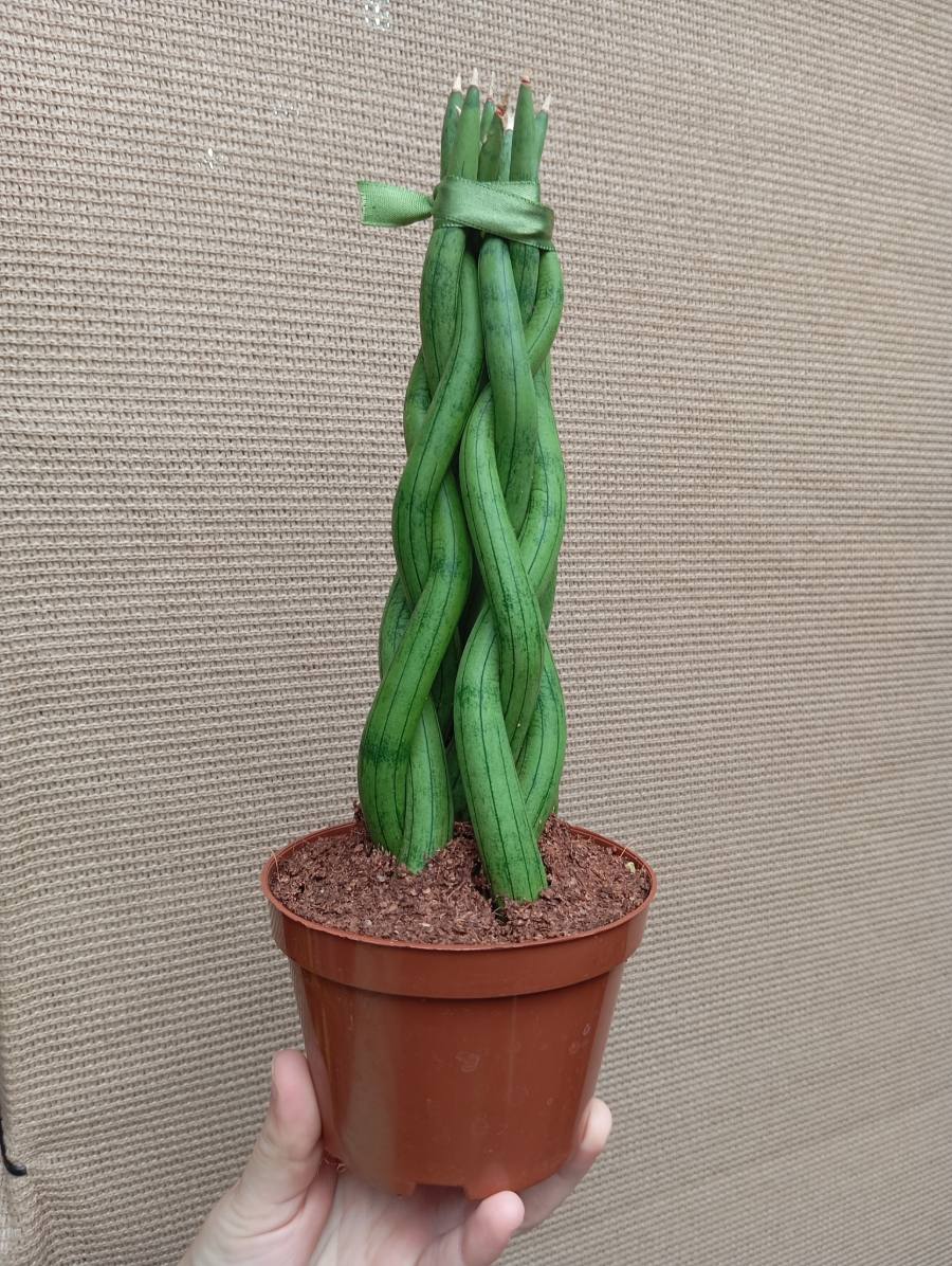Sansevieria cylindrica planta de interior — foto 1