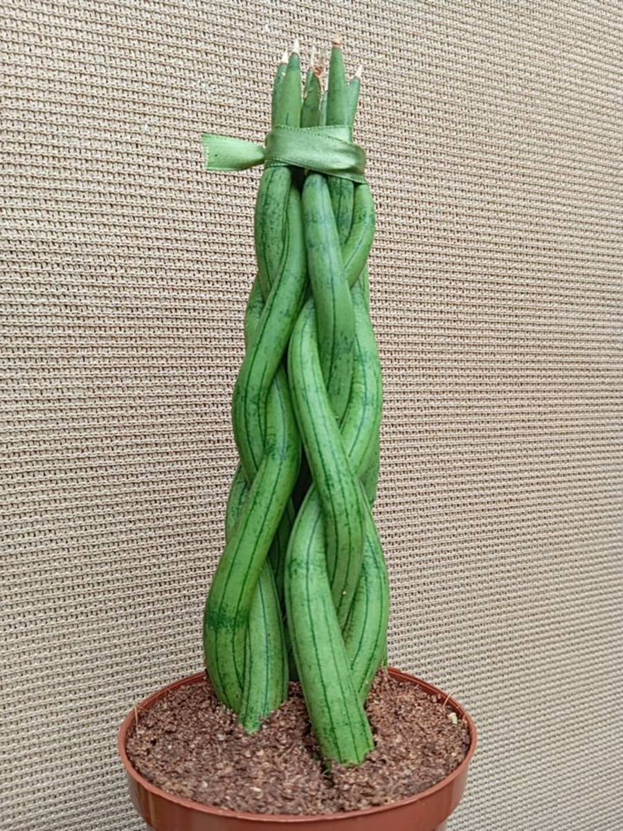 Sansevieria cylindrica planta de interior — foto 2