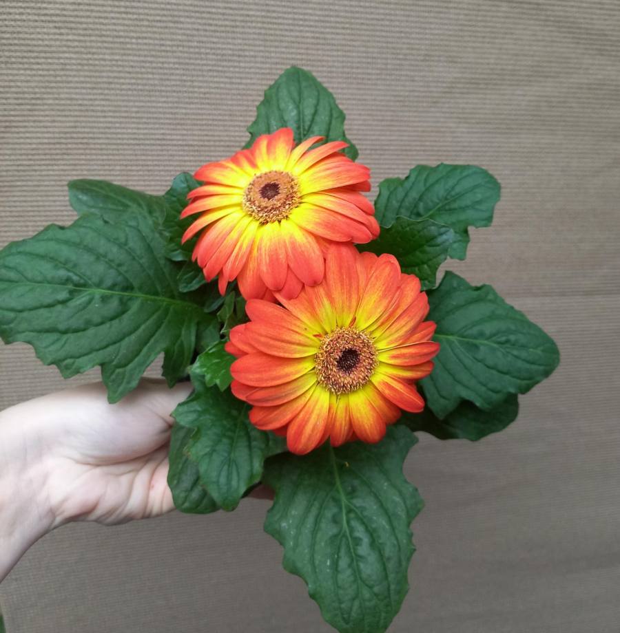 Plantas de gerberas — foto 1