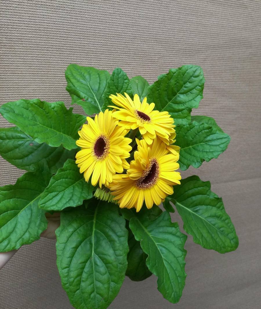 Plantas de gerberas — foto 2