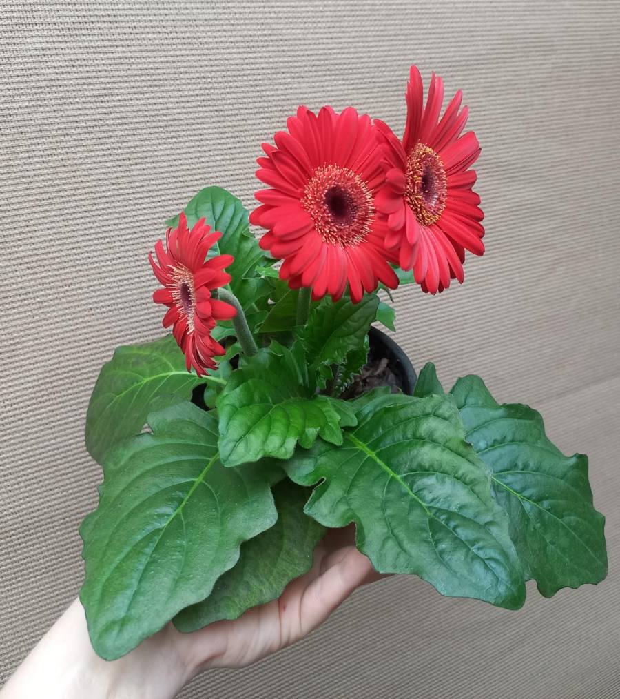 Plantas de gerberas — foto 3