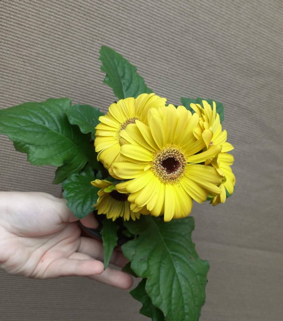Plantas de gerberas — foto 4