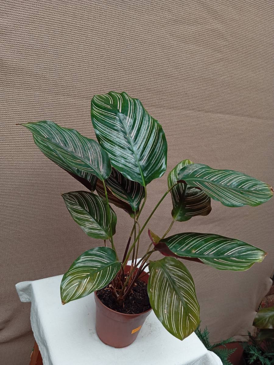 Calathea ornata — foto 1