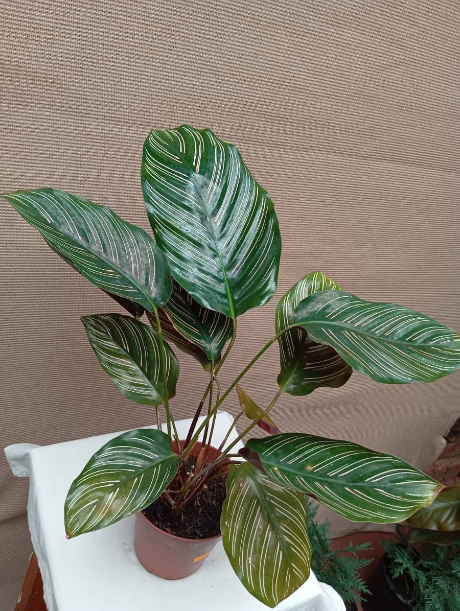Calathea ornata — foto 2