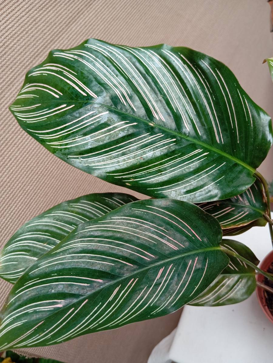 Calathea ornata — foto 3